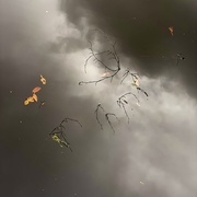 30th Sep 2020 - Autumn reflections