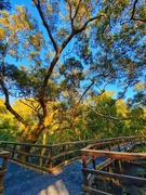 12th Sep 2020 - Morning in the mangroves