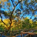 Morning in the mangroves by corymbia