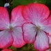  Miniature Geranium Flower ~   by happysnaps