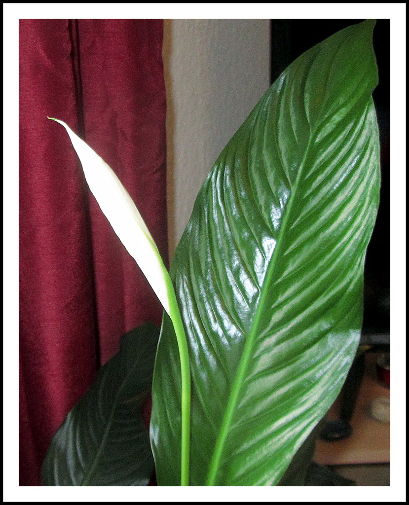 A bud on the Peace Lily. by grace55