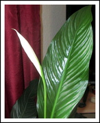 30th Sep 2020 - A bud on the Peace Lily.