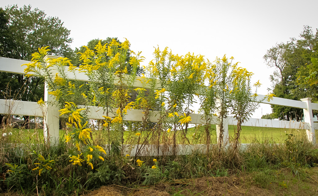 Goldenrod by the fence by mittens