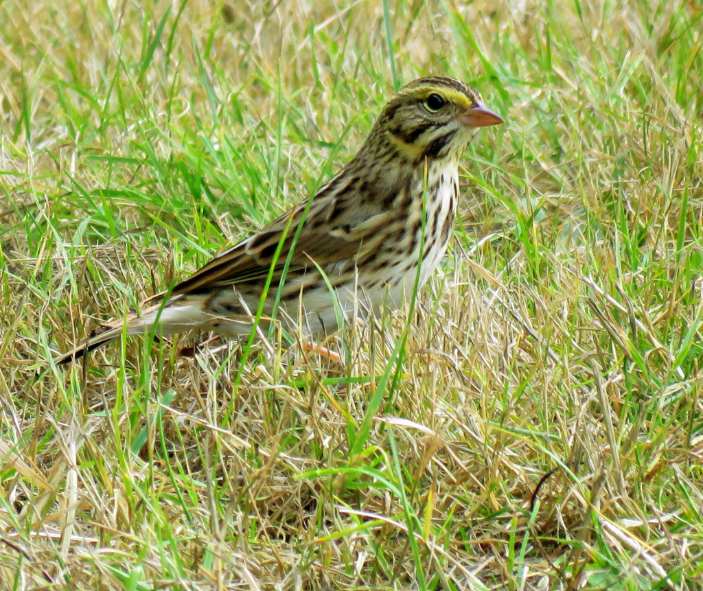 Savannah Sparrow by seattlite