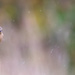 Wheatear in the Rain by lifeat60degrees