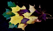 30th Sep 2020 - Maple Leaves