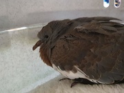 30th Sep 2020 - Another rescued pigeon