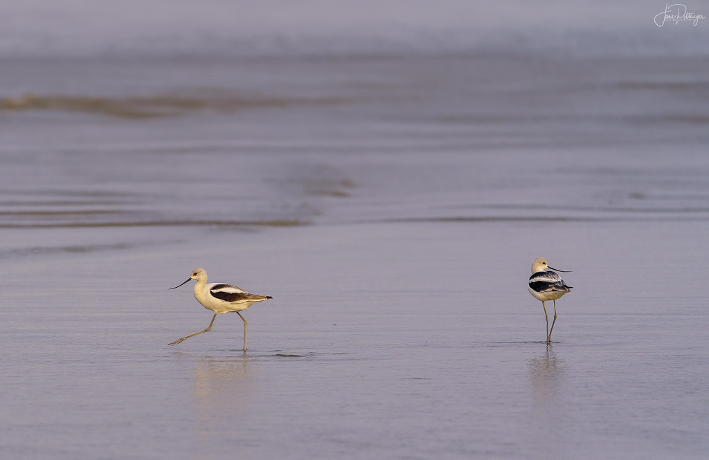 American Avocets At the Beach by jgpittenger