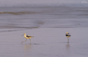 30th Sep 2020 - American Avocets At the Beach