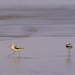 American Avocets At the Beach by jgpittenger