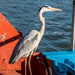 Skipper Heron by seacreature