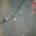 River kingfisher by haskar