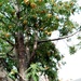 Norwich Tree by g3xbm