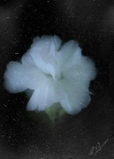 30th Sep 2020 - White Flower