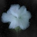 White Flower by flygirl