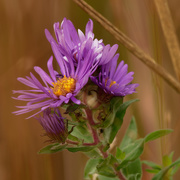 30th Sep 2020 - New England asters