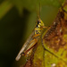 red-legged grasshopper by rminer