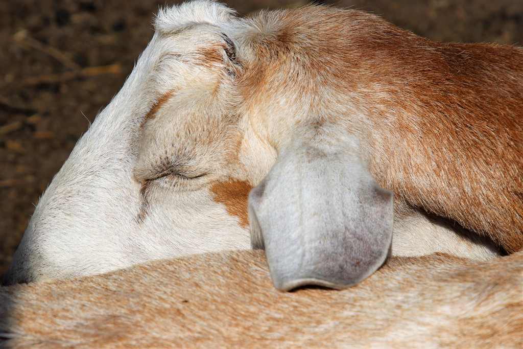 sleeping goat by edorreandresen