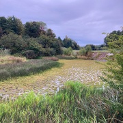 28th Sep 2020 - A pond