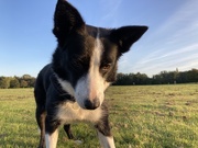 27th Sep 2020 - Molly in the golden hour