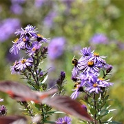 30th Sep 2020 - Wild Aster