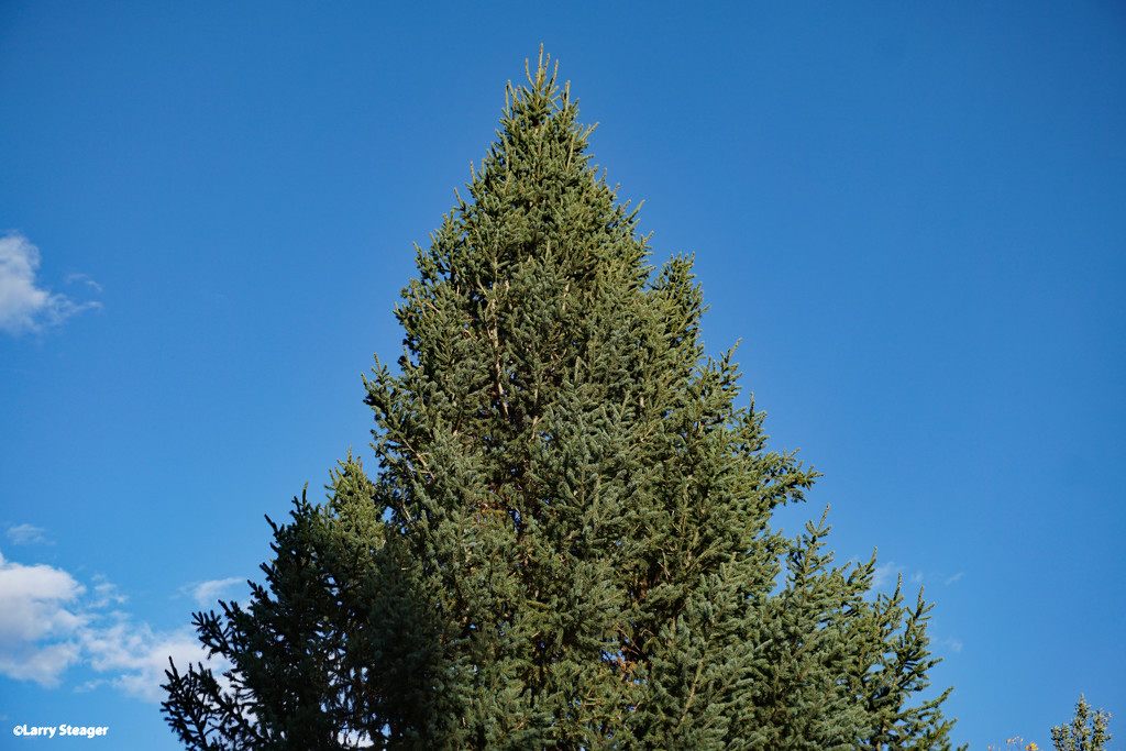 Tall evergreen against the bright blue sky by larrysphotos