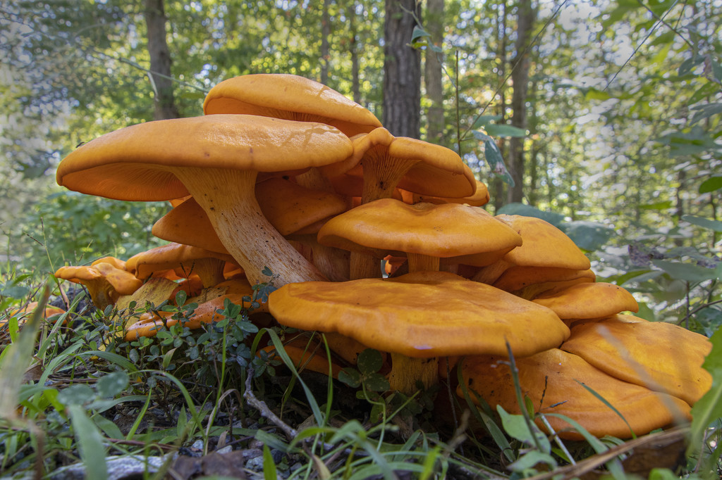 jack-o-lantern-mushrooms-by-tim-erskine-365-project