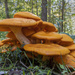 Jack O'Lantern Mushrooms by timerskine