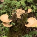 Fungi by kdrinkie