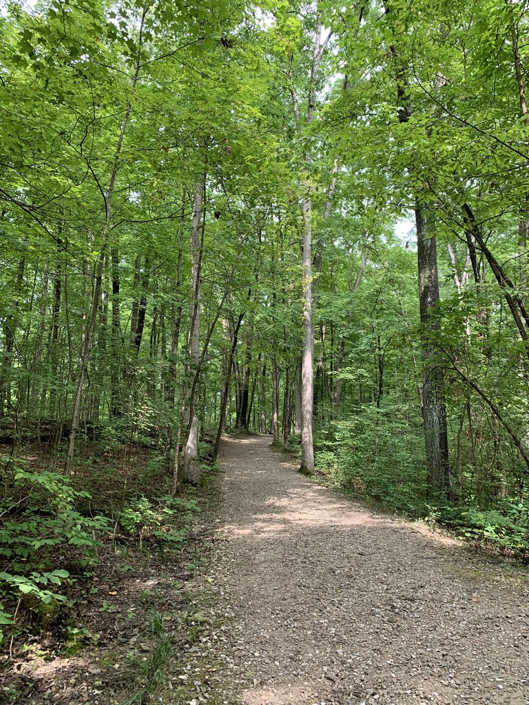 Walk in the woods by kdrinkie