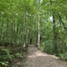 Walk in the woods by kdrinkie