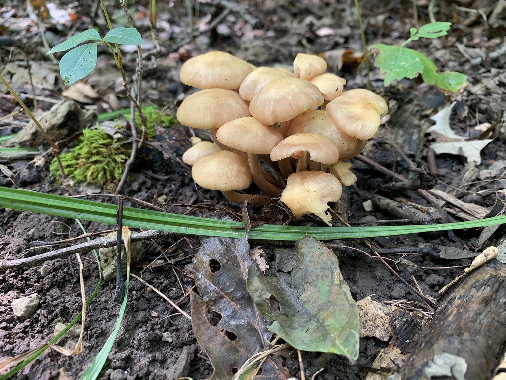Baby fungi by kdrinkie