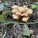 Baby fungi by kdrinkie