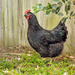 Chicken by lynne5477