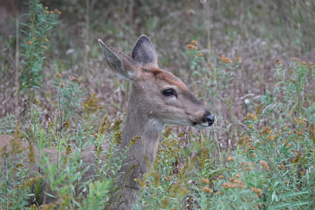 Young Deer in the Goldenrod by annepann