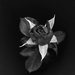 Black rose by monikozi