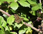 29th Sep 2020 - Speckled Wood