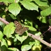 Speckled Wood by julienne1