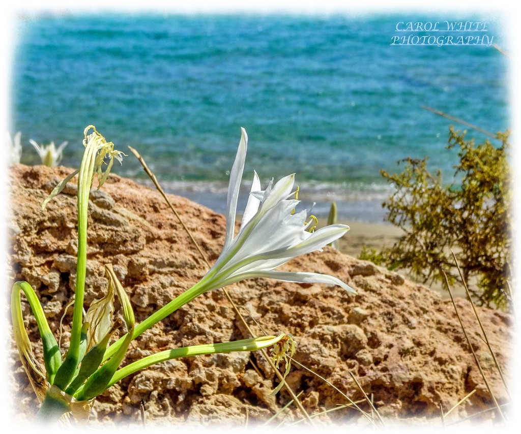 Sea Lily,Xerocambos,Crete by carolmw