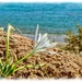 Sea Lily,Xerocambos,Crete by carolmw
