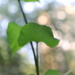 Sweet potato leaves. by nyngamynga