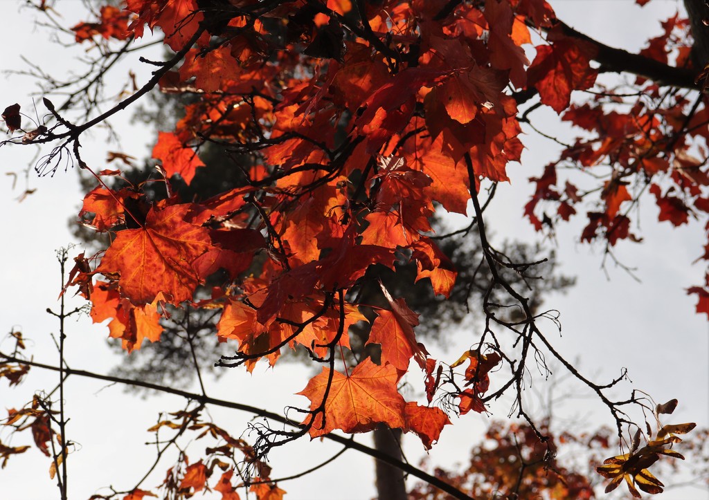 Red maple leaves. by nyngamynga