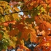 Autumn colors by nyngamynga