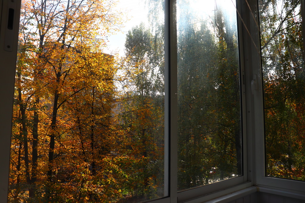 The view from the window, the trees shed their foliage. by nyngamynga