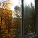 The view from the window, the trees shed their foliage. by nyngamynga