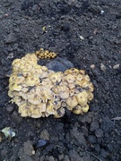 1st Oct 2020 - Fungal Growth