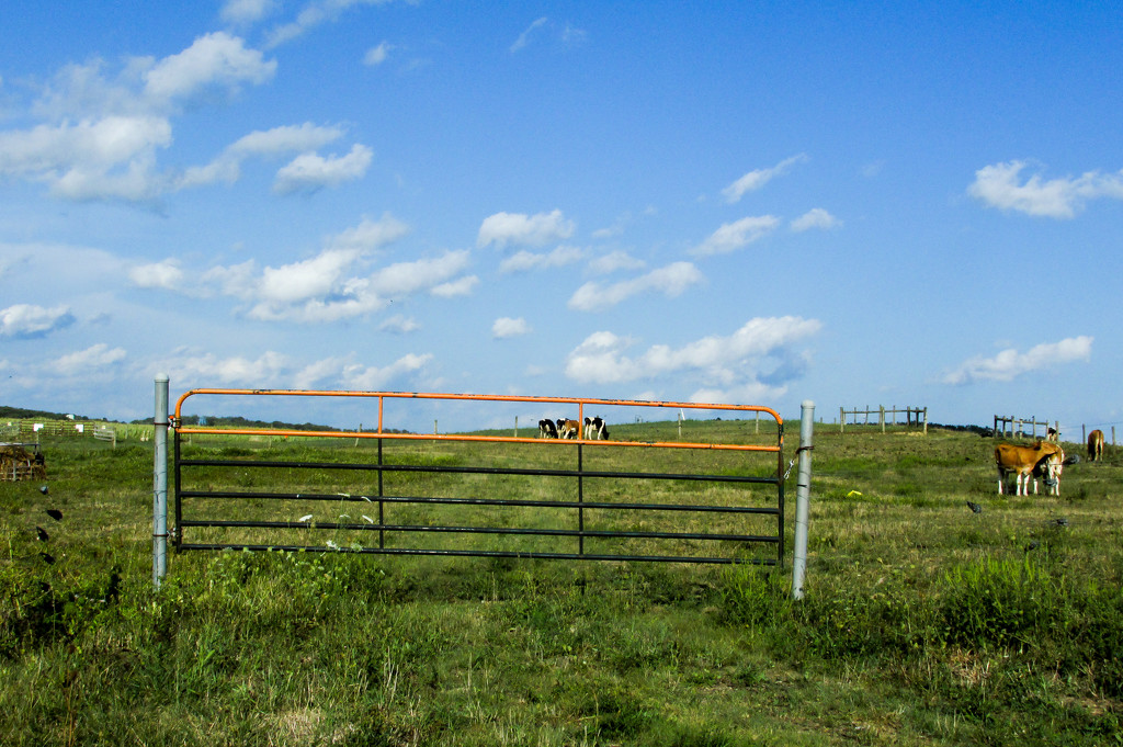 Cows in the pasture by mittens