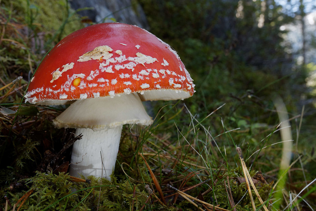 Fly agaric flashed by laroque
