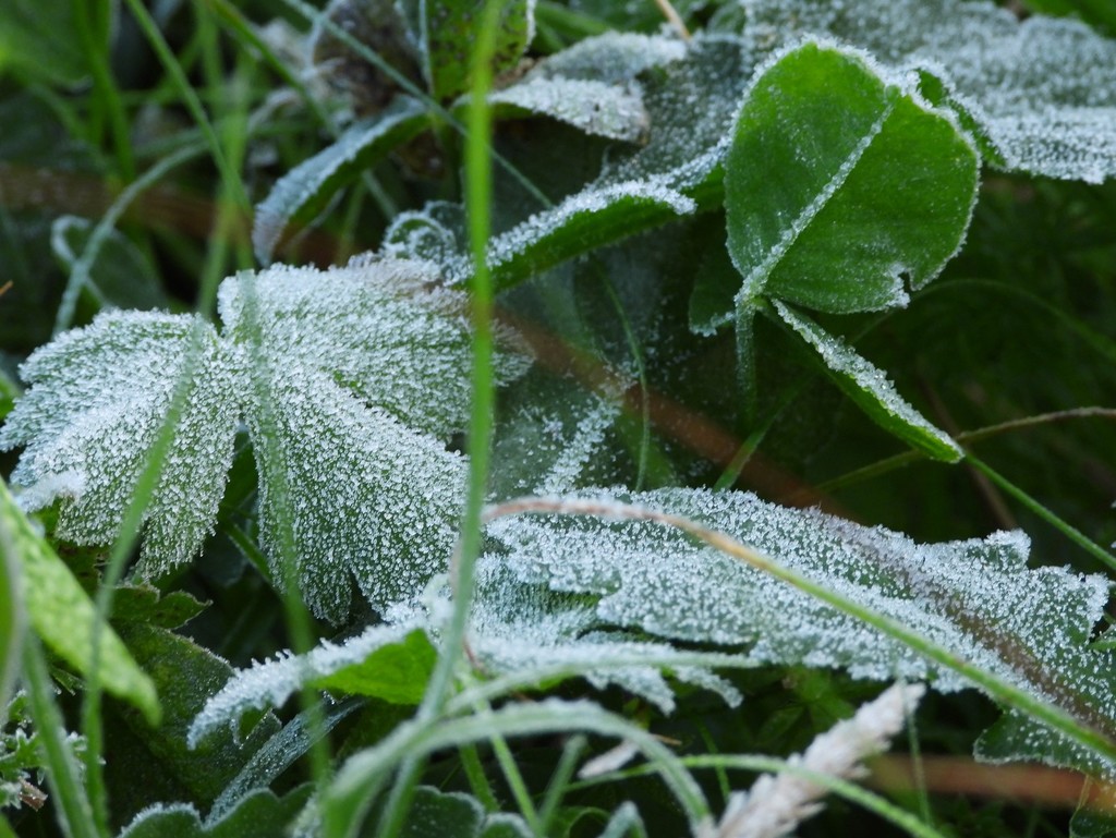 First frost of the season by roachling