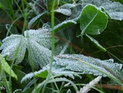 28th Sep 2020 - First frost of the season